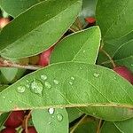 Cotoneaster multiflorus Blad