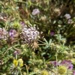 Trifolium wormskioldii Flower