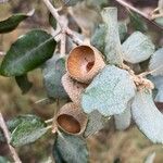 Quercus rotundifolia Ffrwyth