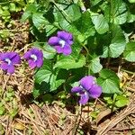 Viola sororiaBloem