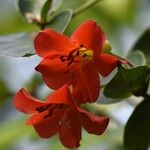 Rhododendron christi Flower