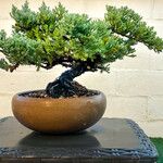 Juniperus procumbens পাতা
