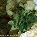 Phyteuma charmelii Máis
