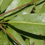 Manilkara staminodella Leaf
