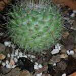 Mammillaria barbata Leht