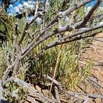 Ephedra viridis Habit