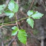 Clematis occidentalis Leaf