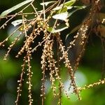 Licania incana Flors