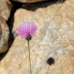 Mantisalca salmantica Flower