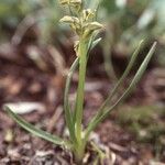 Chamorchis alpina Habitus