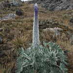 Lupinus alopecuroides Habitat