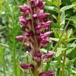 Anacamptis coriophora Flor