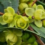 Berberis julianae 花