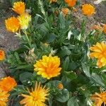 Calendula officinalis花