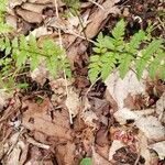 Botrychium virginianum Leaf