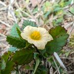 Sida acuta Flor