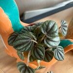 Peperomia caperata Blatt