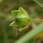 Linum usitatissimum Fruit