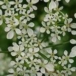 Anthriscus sylvestris Fleur