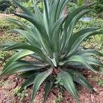 Agave demeesteriana Blatt