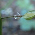 Thlaspi perfoliatum Meyve