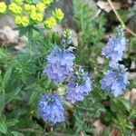 Veronica austriaca Blüte