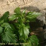 Chenopodiastrum murale Habit