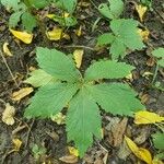 Parthenocissus quinquefolia Leaf