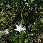 Vinca difformis Blodyn