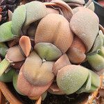 Gasteria glomerata Hoja