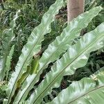 Asplenium nidusFolha