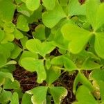 Oxalis stricta Folha