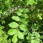 Zanthoxylum americanum Ліст