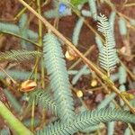 Chamaecrista mimosoides Flower