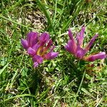 Trifolium alpinum Цвят