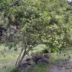 Searsia longipes Habit