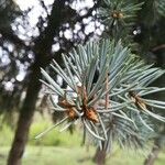 Abies concolor Fuelha