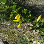 Genista monspessulana Flor