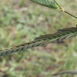 Aeschynomene rudis Hoja