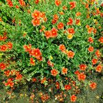 Helianthemum nummularium Alkat (teljes növény)