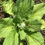 Borago officinalisΦύλλο