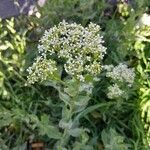 Lepidium draba Natur