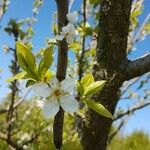 Prunus domesticaFiore