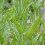 Penstemon speciosus Alkat (teljes növény)