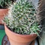 Mammillaria decipiens Foglia