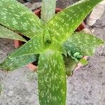 Aloe lateritia Лист