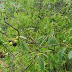 Santalum album Fruit