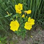 Oenothera fruticosaFlower