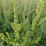 Rumex longifoliusList