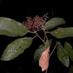 Miconia punctata Blodyn